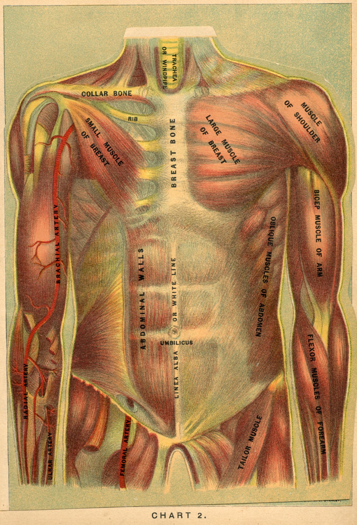 Muscles of the Trunk of the Human Body